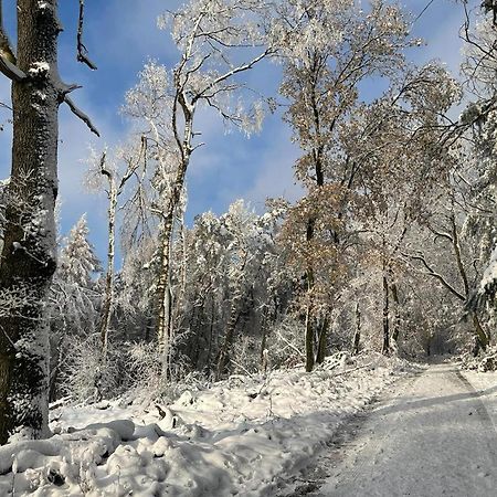 Haus Astenblick In Winterberg Fuer Bis Zu 35 Personen Fuer Wanderveranstaltungen Und Familienfeiern Экстерьер фото